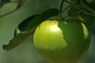 Alimentatia sanatoasa: mituri si adevaruri
