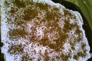 Tiramisu reţetă cu banane