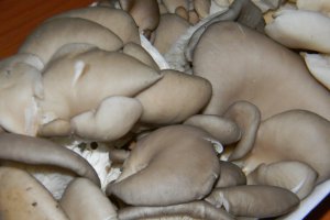 Tocanita de ciuperci Pleurotus cu vinete - de post