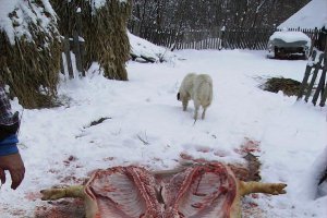 Caltabosi a la Pana