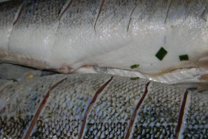 Salau  bicolor