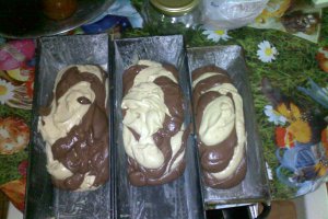 Chec "bicolor"