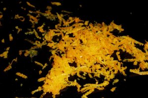 Felii de ananas in sirop de citrice