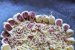 Tarta crown-6
