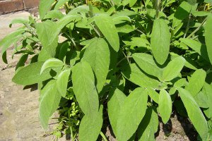 Ceai cu "Maramieh" - Ceai cu Salvia officinalis
