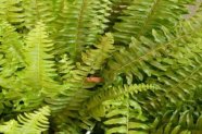 Cele mai bune 5 plante cu frunzis in Feng Shui