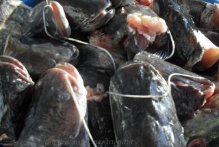 Ciorbă de peşte din capete de somn, ştiucă și șalău