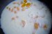 Paste Conchiglie cu lapte-0