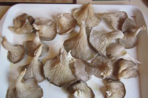 Pleutorus la gratar