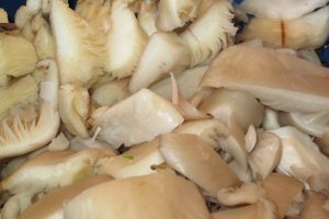 Tocanita cu ciuperci pleutorus
