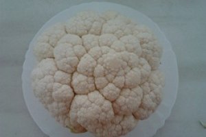 Conopida pane