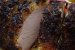 Cotlet in crusta de mirodenii-2