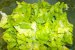 Salata de leurda cu salata verde-1
