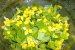 Salata de leurda cu salata verde-3