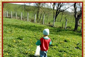 "Miere" de papadie