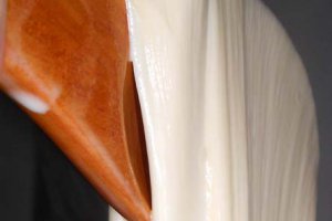 Homemade Mozzarella I
