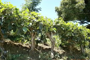 Ceai srilankez cu zahar de cocotier("coconut sugar")