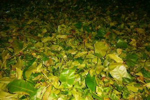 Ceai srilankez cu zahar de cocotier("coconut sugar")
