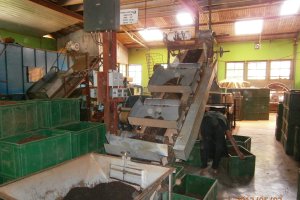 Ceai srilankez cu zahar de cocotier("coconut sugar")