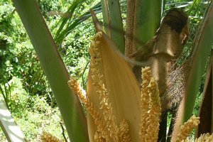 Ceai srilankez cu zahar de cocotier("coconut sugar")