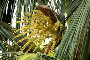 Ceai srilankez cu zahar de cocotier("coconut sugar")