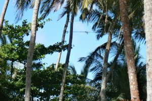 Ceai srilankez cu zahar de cocotier("coconut sugar")