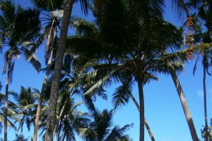 Ceai srilankez cu zahar de cocotier("coconut sugar")