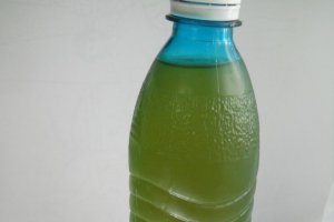 Lichior de menta