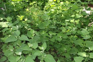 Cum pastrez eu loboda, spanacul si stevia pentru iarna