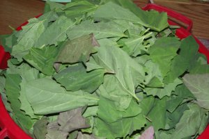 Cum pastrez eu loboda, spanacul si stevia pentru iarna