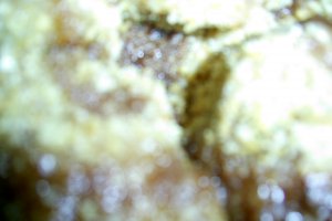 Gomboti [ galuste ] cu prune de post