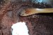 Tort cu nuci, fără făină-3