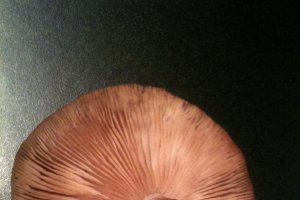 Ghebe in otet cu usturoi