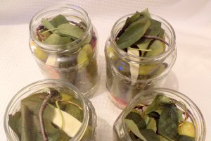 Castraveti in saramura