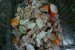 Salata de paste cu ton si fructe de mare-2