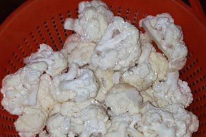 Conopida pane
