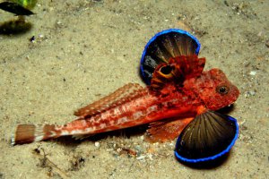 File de gurnard cu piper rosu si busuioc