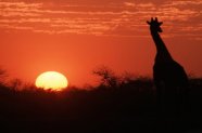 Povesti colorate (3): Africa lui Damien