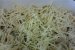 Lumaconi cu crema de brocoli-3