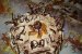 Tort sarlota-0