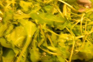 Salata "poloneza" cu rucola