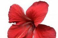 Tisane- Hibiscus