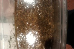 Mancare de carne cu legume si smantana