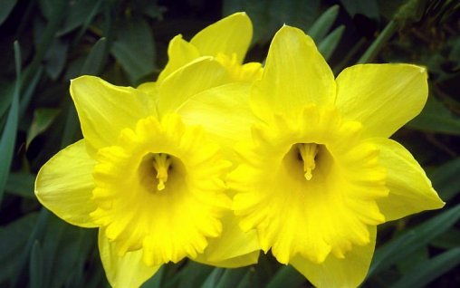 5 flori de primavara tamaduitoare