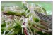 Salata de castraveti cu telemea-1
