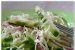 Salata de castraveti cu telemea-2