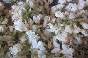 Șoricei aromați