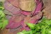 Ciorba taraneasca de pui-5
