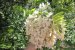 Dulceață din flori de salcâm-5