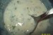 Cotlet de porc cu sos de iaurt cu usturoi verde si marar-2